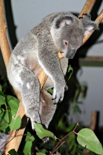 Koala Bear, Australia - Foto, immagini