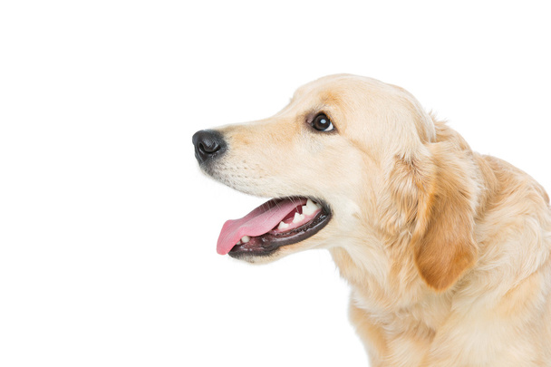 若い beautiul ゴールデン ・ レトリーバー犬 - 写真・画像