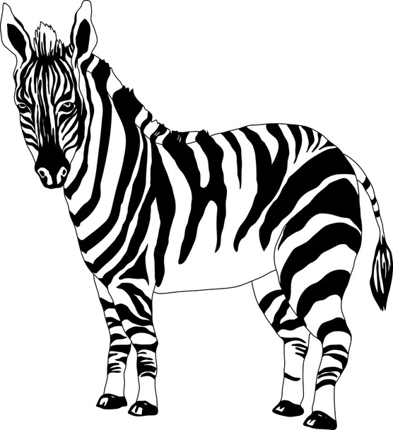zebra black and white - Vector, Image