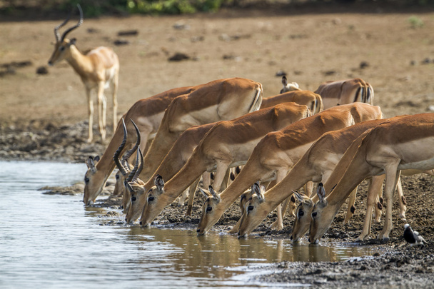 Impala in Kruger National park, South Africa - 写真・画像