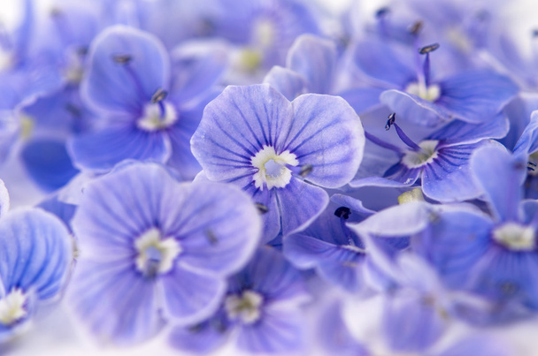 Small gentle blue flowers  - Fotoğraf, Görsel