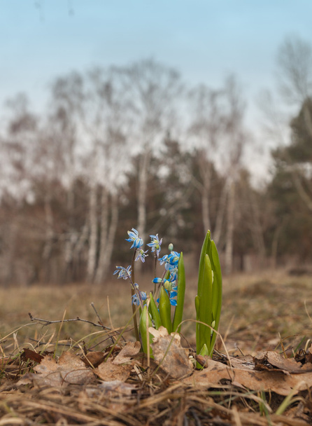 Scilla growing in forest - Photo, Image