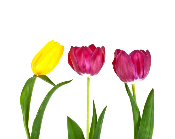 Tulip flowers isolated on white background - Photo, image