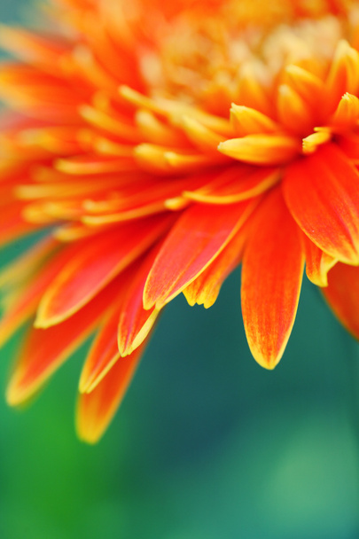 Closeup of orange flowers - Фото, изображение