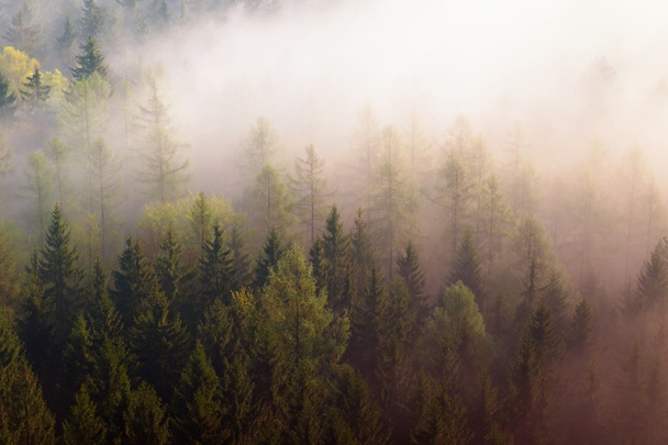 Paysage forestier brumeux de rêve. Des sommets majestueux de vieux arbres coupent la brume lumineuse. La vallée profonde est pleine de brouillard coloré
 - Photo, image