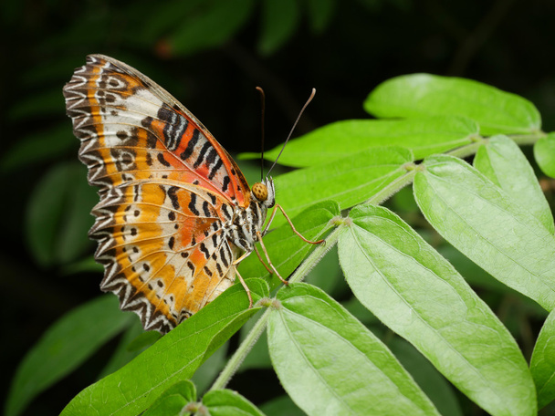 Zblízka motýl 4 - Fotografie, Obrázek