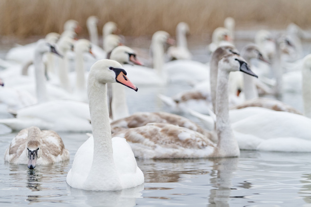 cisnes en el lago - Foto, imagen