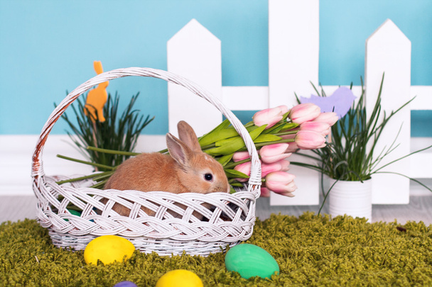 Decoração de Páscoa e coelho na cesta de primavera
 - Foto, Imagem