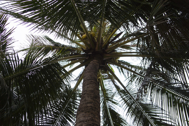 Palm tree with coconuts - Foto, Bild