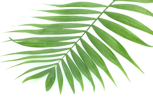 Beautiful green palm leaf isolated on white - Valokuva, kuva