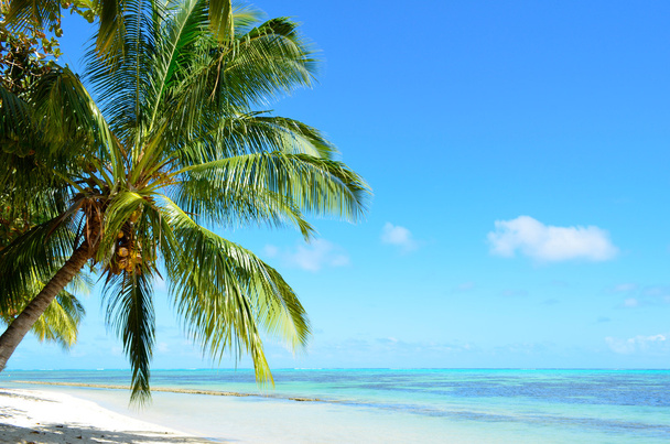 A tropical palm tree beach - 写真・画像