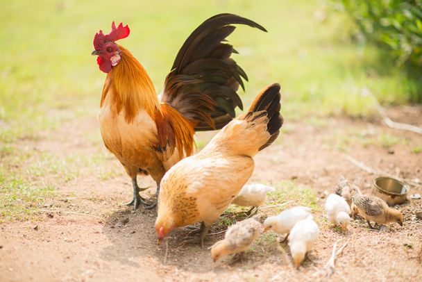 Family of chicken eating food - Photo, Image