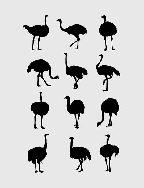 Conjunto de siluetas de avestruz
 - Vector, imagen