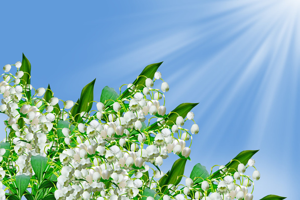  flowers lily of the valley - Photo, Image