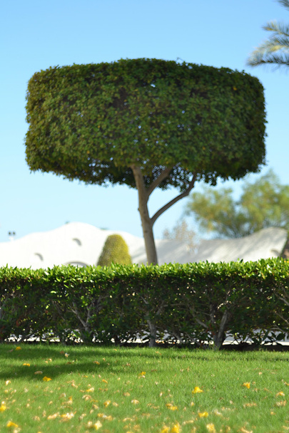 Tree - Egypt - Hotel - Green - Park - Fotografie, Obrázek