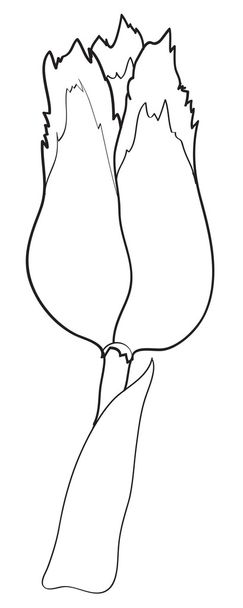 contorno de tulipán aislado sobre fondo blanco
 - Vector, Imagen