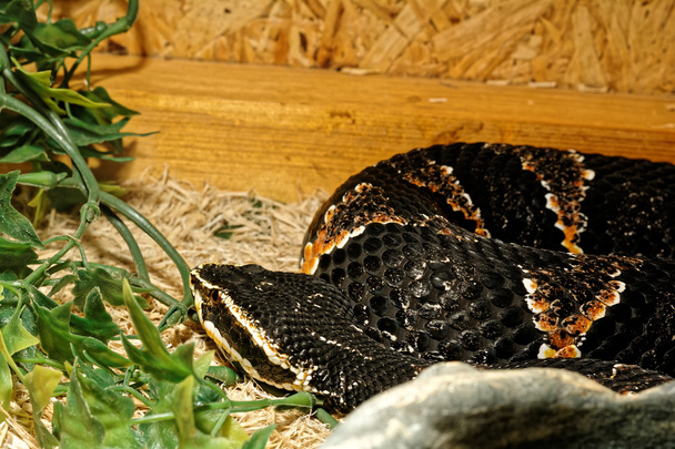 Змія у тераріумі - Мексиканська Cantil - Фото, зображення