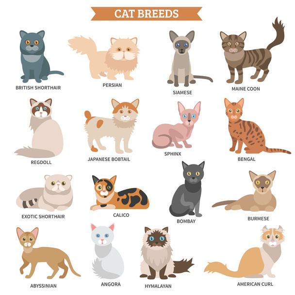 Conjunto de raças de gatos
 - Vetor, Imagem