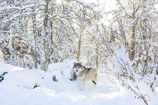 Wolf áll a hideg és a gyönyörű téli erdő - Fotó, kép