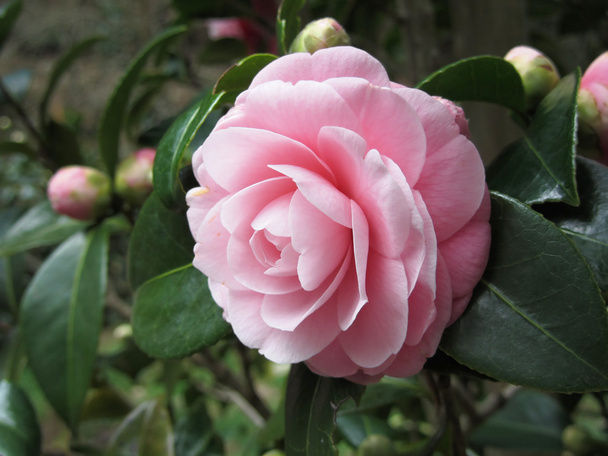 Αρχαία ιαπωνική ποικιλία του ροζ άνθους Camellia japonica γνωστή ως Otome Tsubaki - Φωτογραφία, εικόνα