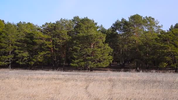 Foresta di conifere Primavera
 - Filmati, video