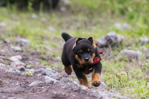 Course de chiot de Rottweiler - Photo, image