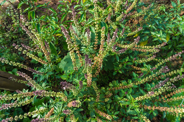 De cerca Albahaca dulce, Albahaca, Albahaca tailandesa de Tailandia (Ocimum basilicum Lin
.) - Foto, Imagen