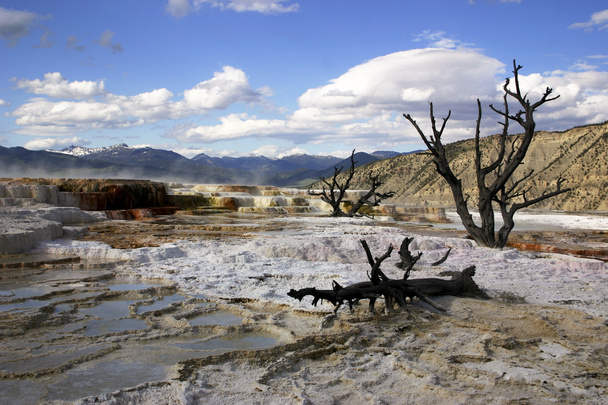 martwych drzew w mammoth hot spring - Zdjęcie, obraz