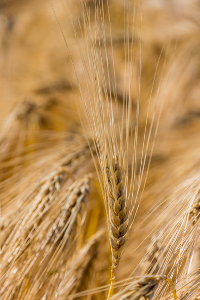 barley field before harvest - Photo, Image