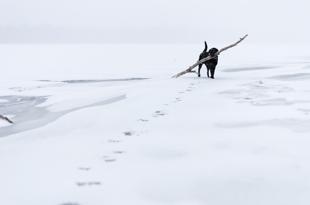 Černý pes hrát na zasněžené nábřeží - Fotografie, Obrázek