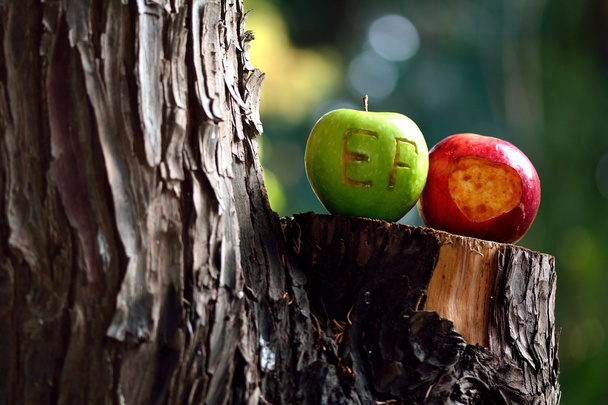 Lovers' μήλα πάνω σε δέντρο - Φωτογραφία, εικόνα