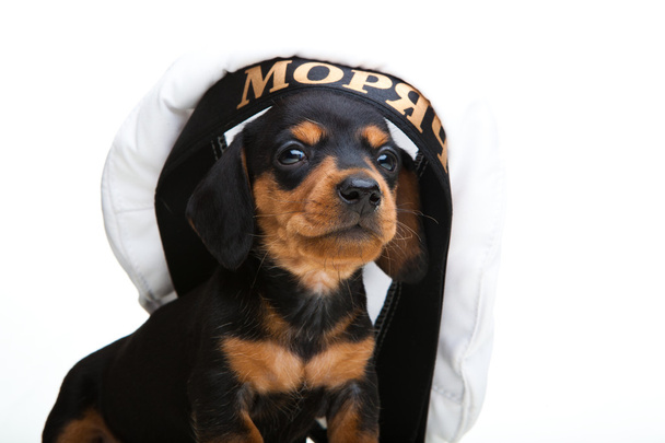 cucciolo in cappello da marinaio
 - Foto, immagini