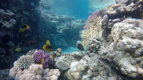 Korálový útes. Barevné korály. - Záběry, video