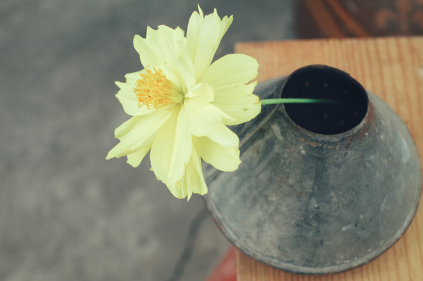Sárga cosmos virág a vázában - Fotó, kép