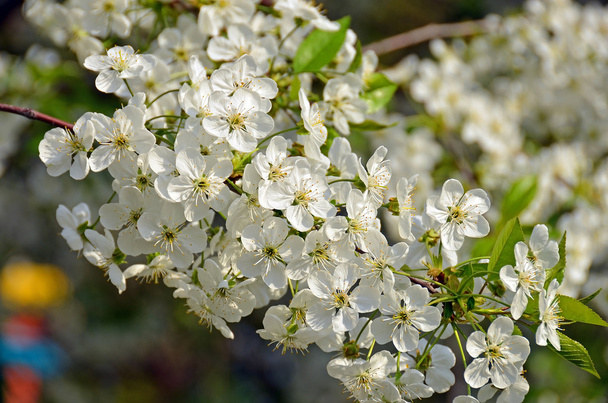 Apfelbaumblüte - Foto, Bild