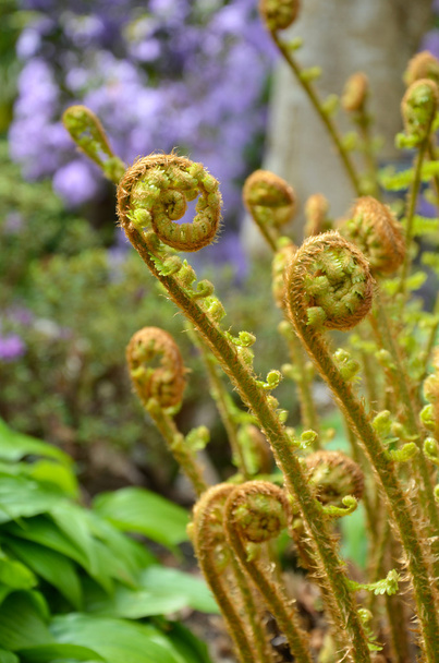 Fiddlehead ferns - Fotó, kép