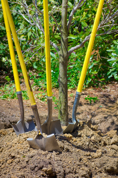 Garden shovels - Photo, image