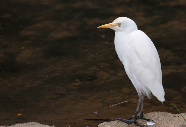 White cattle egret - Foto, imagen