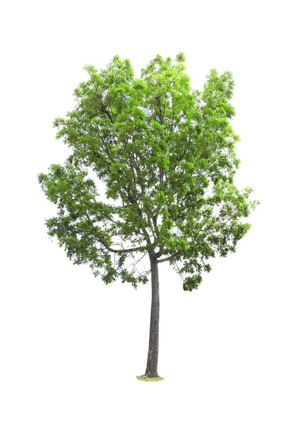 Tree isolated on white background - Foto, Bild