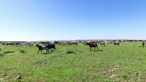 Capre e pecore in campagna dal Portogallo
 - Filmati, video