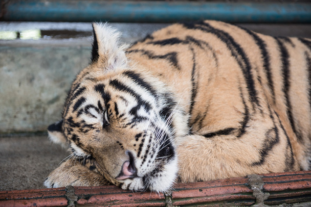 Tigre durmiendo en reino
 - Foto, imagen