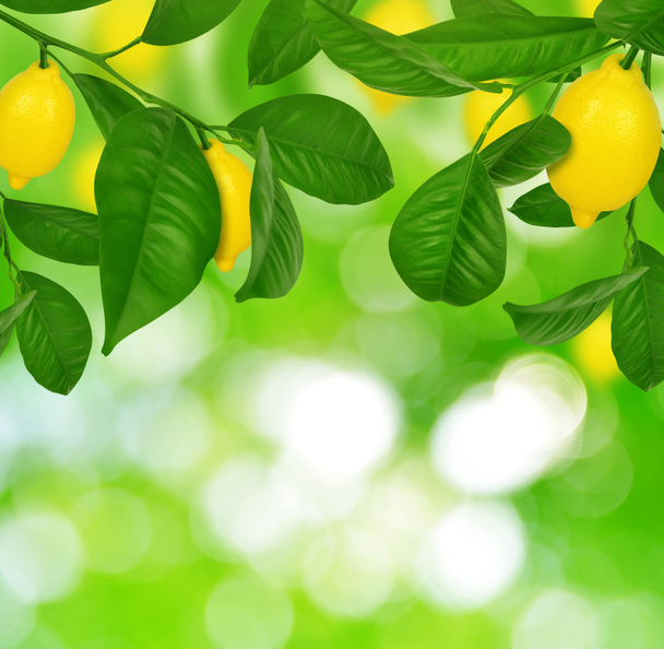 Zitronenbaum mit Zitronen - Foto, Bild