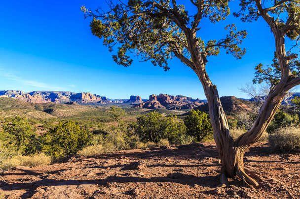 Un arbre prospère dans les roches rouges chaudes du désert. Cathedral Rock à Sedona, Arizona peut être vu en arrière-plan. - Photo, image