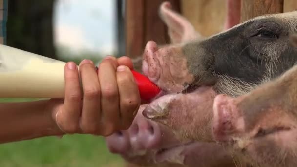 Feeding Milk To Pig - Video