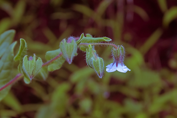 Borragine indiano, Trichodesma indicum
 - Foto, immagini