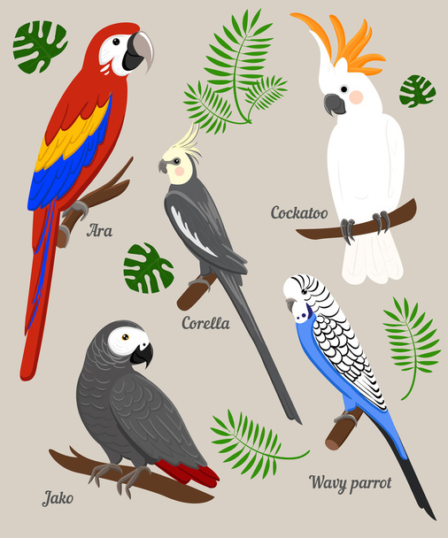 Parrots Cartoon Vector Illustration. Parrot set Exotic birds - Vector, Image