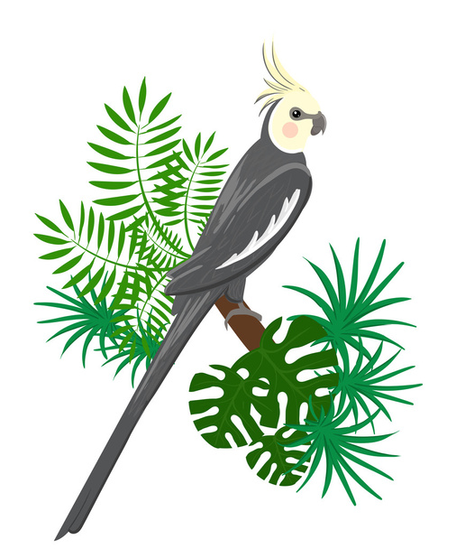 Papegaaien Cartoon vectorillustratie. Papegaai instellen siervogels - Vector, afbeelding