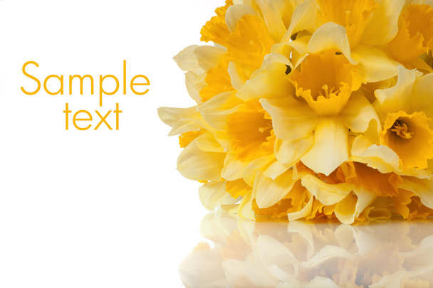 Yellow daffodils - 写真・画像