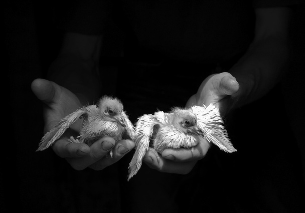 чоловік тримає маленьких голубів
 - Фото, зображення