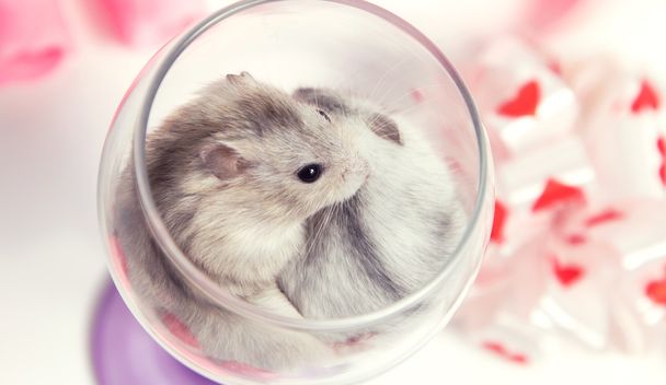 a pair of dwarf hamster in a glass - Φωτογραφία, εικόνα